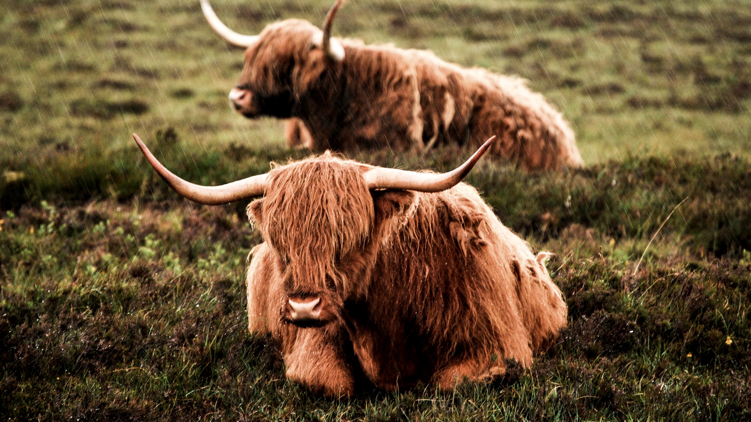 Highlandskor ligger i gräs och tittar mot kameran.